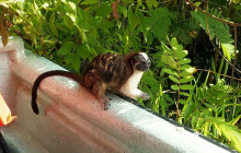 Panamanian Adventures4