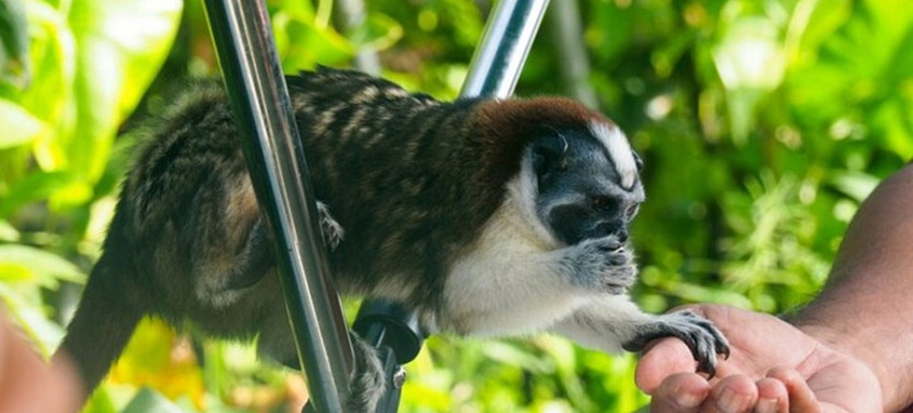 Gatun Lake Wildlife Safari Expedition and Miraflores Canal Locks