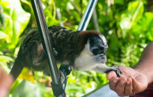 Panamanian Adventures3