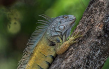 Panamanian Adventures6