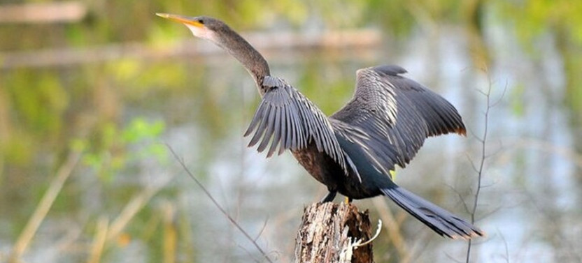 Birdwatching on Boat through Gatun Lake Private Tour