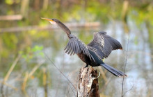 Panamanian Adventures2