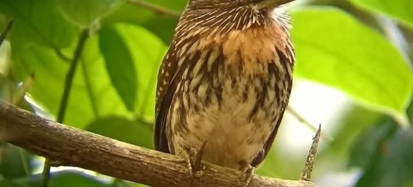 Birdwatching on Boat through Gatun Lake Private Tour
