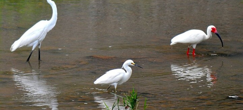 Birdwatching on Boat through Gatun Lake Private Tour