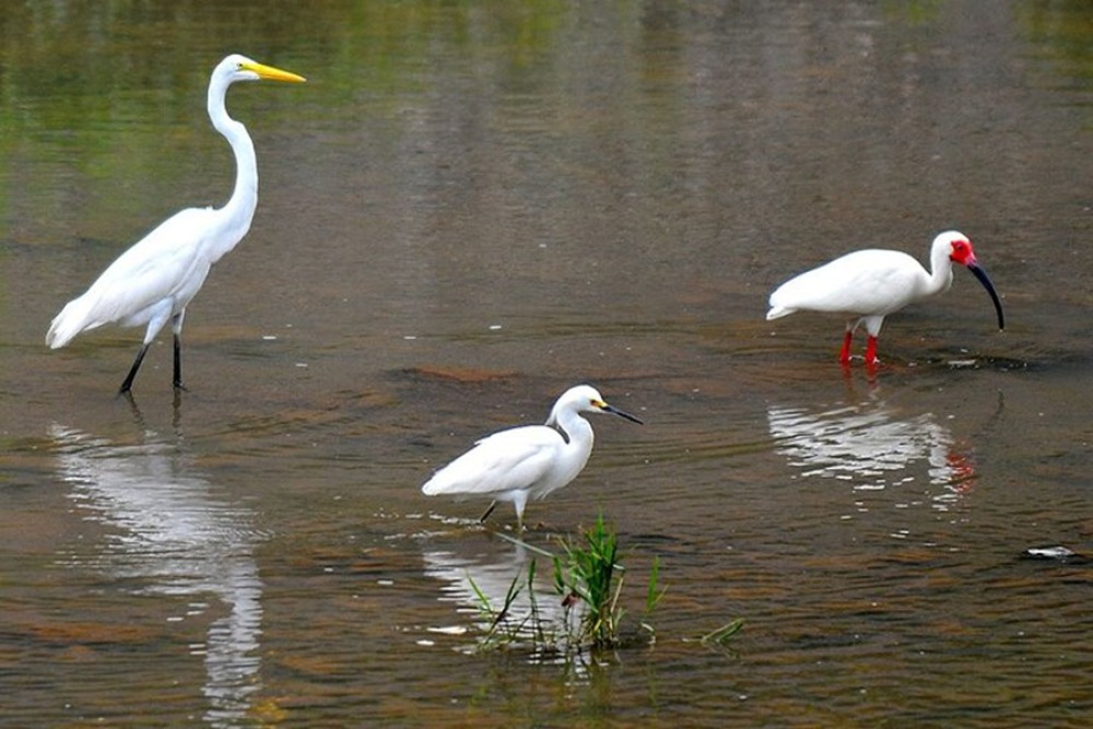 Birdwatching on Boat through Gatun Lake Private Tour