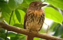 Panamanian Adventures3