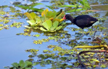 Panamanian Adventures4