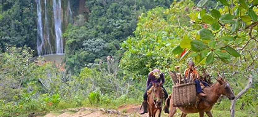 Guided Full Day Samana Experience From Punta Cana With Lunch