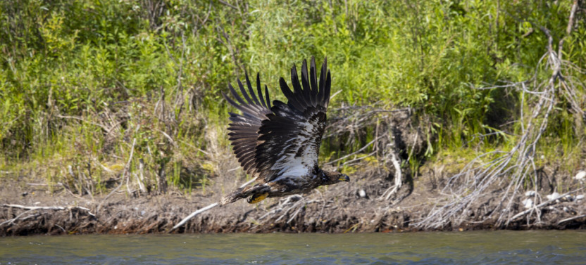 Tetons and Snake River 13 Mile Scenic Float Trip