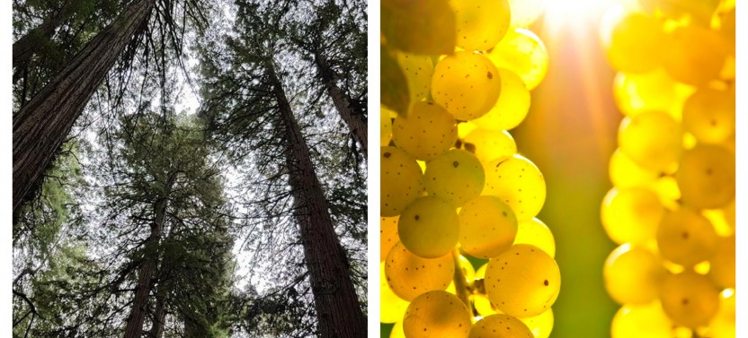 Full-Day Redwoods and Russian River Wine Tour from San Francisco