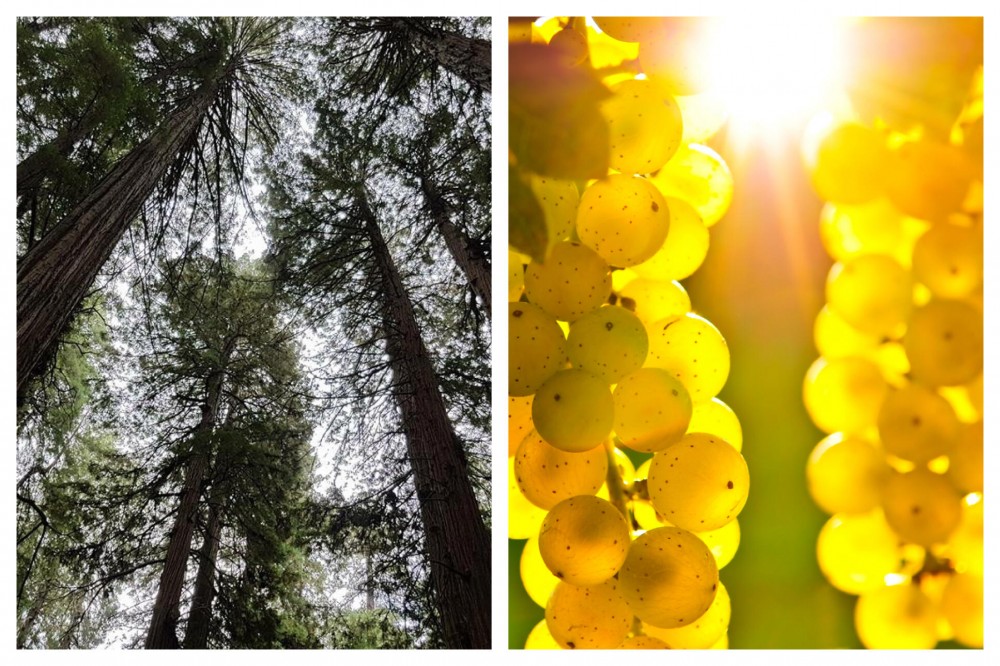 San Francisco 3-in-1: Muir Woods + Half Day Wine Country