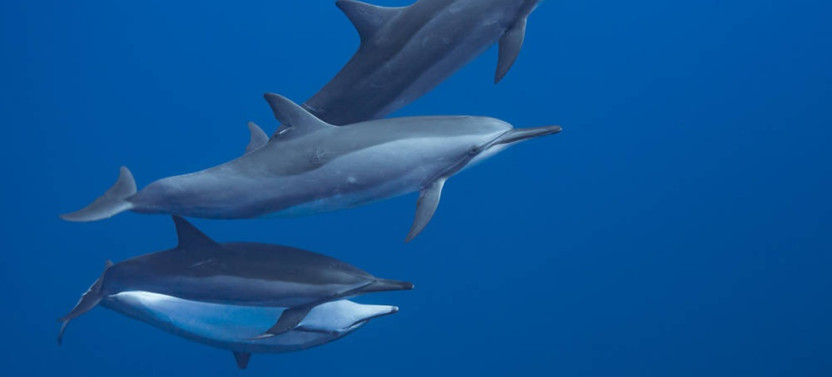 Small Group Moorea Whale Watching Tour With Optional Swimming