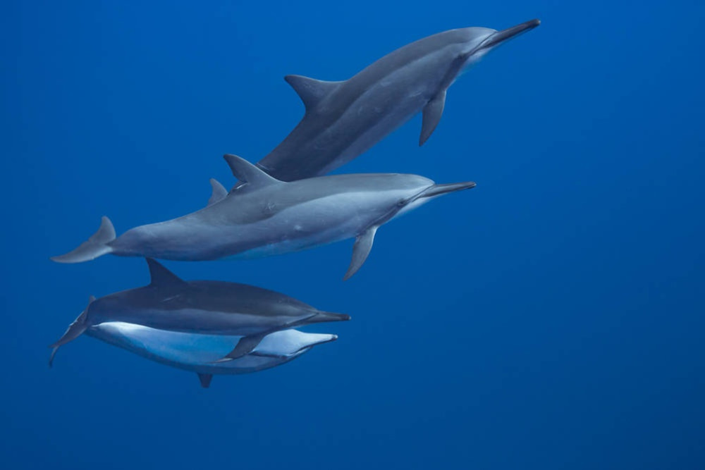 Small Group Moorea Whale Watching Tour With Optional Swimming