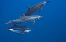 Mana Moorea Tours1