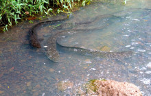 Mana Moorea Tours3