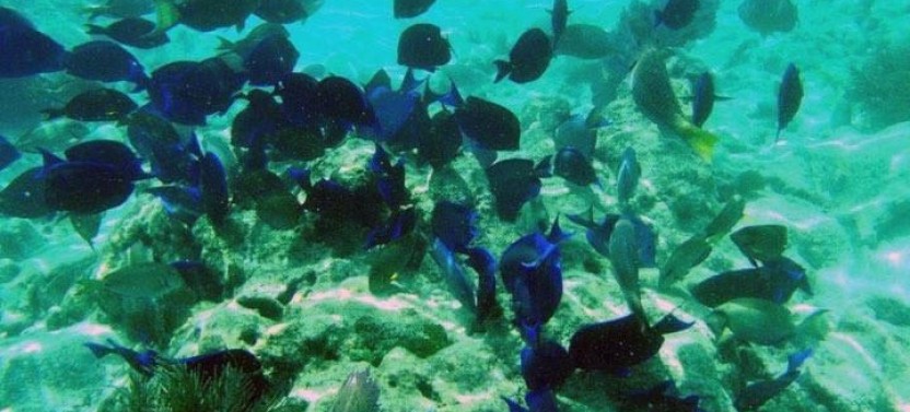 Floridays Snorkel Adventure