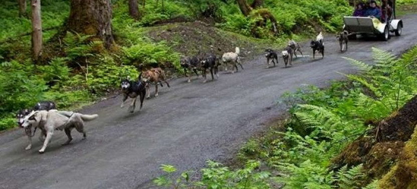Sled Dog Discovery in Juneau