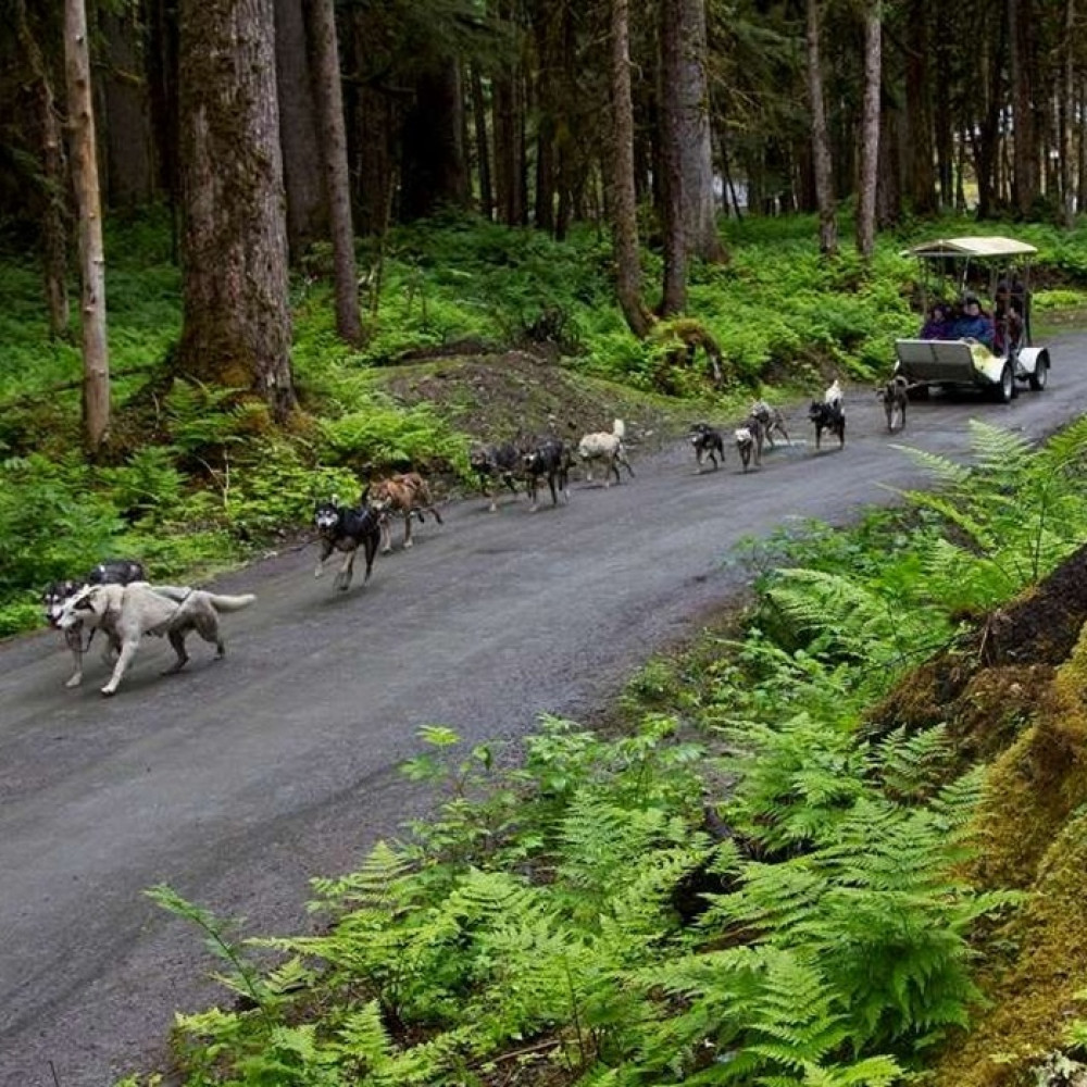 Sled Dog Discovery in Juneau