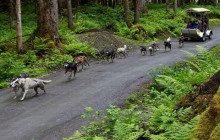 Alaska Excursions Inc. / Alaska X1