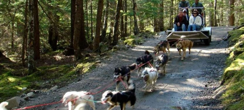 Sled Dog Adventure in Skagway