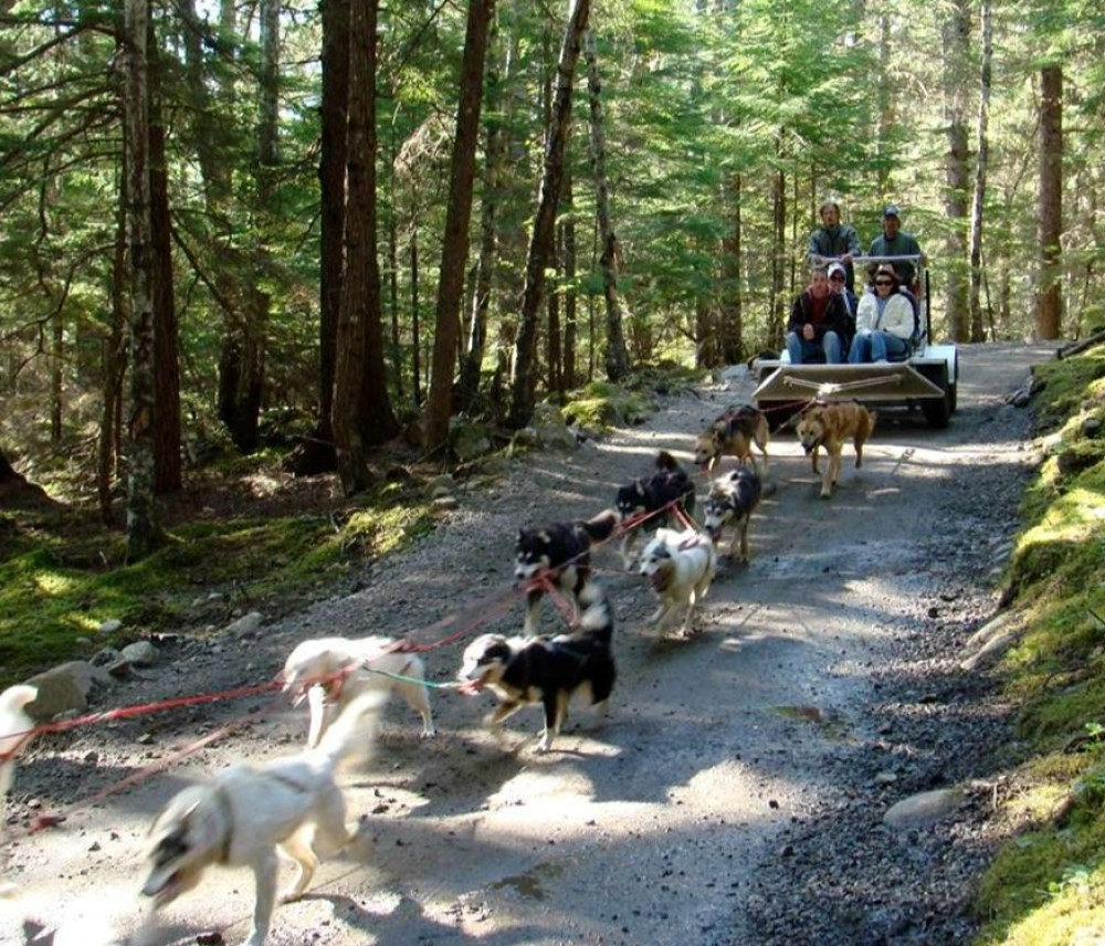 Sled Dog Adventure in Skagway