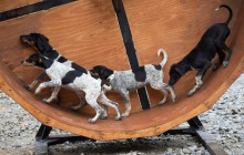 Alaska Excursions Inc. / Alaska X3