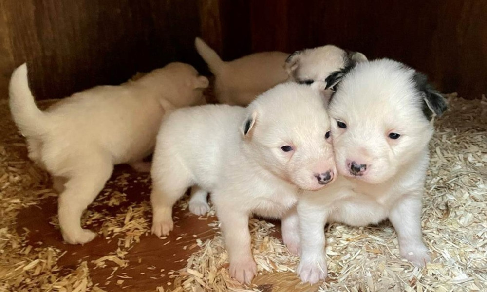 Historic Dyea Walking Tour and Musher's Camp