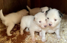 Alaska Excursions Inc. / Alaska X1