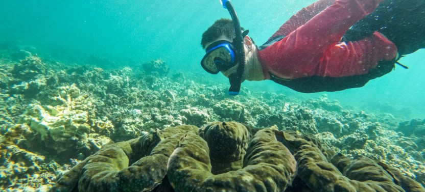 Upolu West Coast & Giant Clam Tour