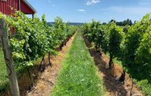 Winery Guys Tours Niagara1