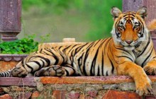 Tiger Trials with Khajuraho Private Tour