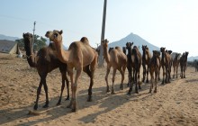 Unseen Rajasthan Private Tour