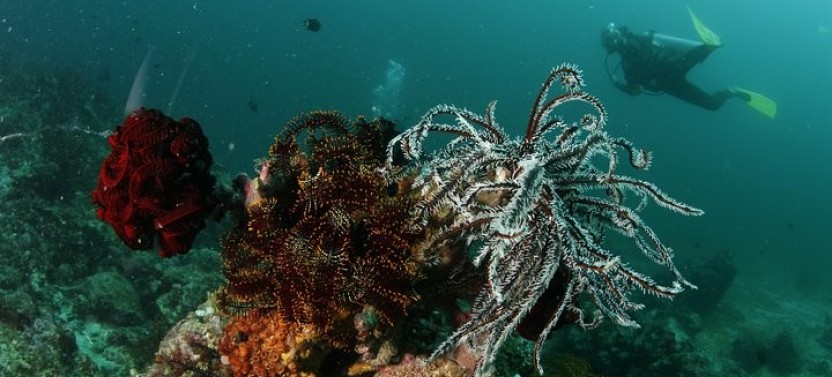 Fun Dive for Certified Diver - There are 4 Dive Schedules Daily