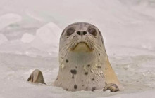 Phillips Cruises & Tours, LLC3