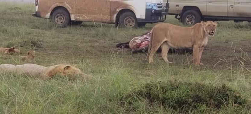 4 Days Maasai Mara & Lake Nakuru Safari from Nairobi – All-Inclusive