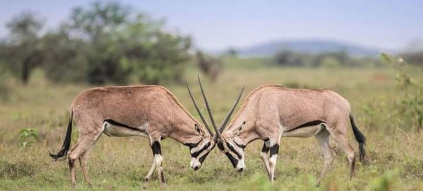 4 Days Maasai Mara & Lake Nakuru Safari from Nairobi – All-Inclusive