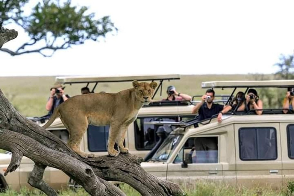 4 Days Maasai Mara & Lake Nakuru Safari from Nairobi – All-Inclusive