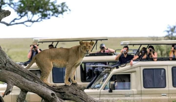A picture of 4 Days Maasai Mara & Lake Nakuru Safari from Nairobi – All-Inclusive