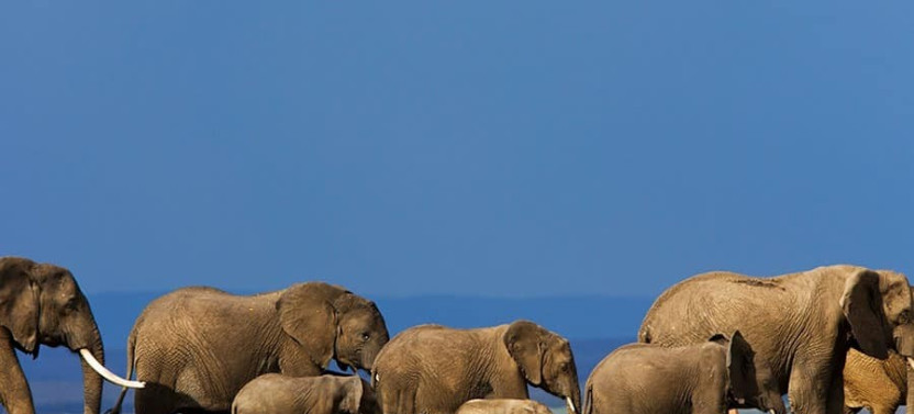 6 Days Maasai Mara, Lake Nakuru, & Amboseli Safari from Nairobi