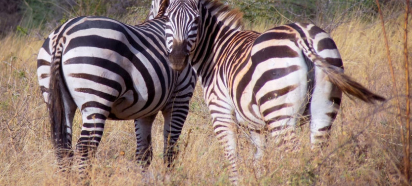 7 Days Maasai Mara, Lake Nakuru, Lake Naivasha, & Amboseli Safari