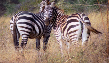 A picture of 7 Days Maasai Mara, Lake Nakuru, Lake Naivasha, & Amboseli Safari