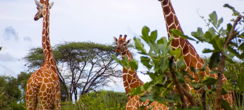 7 Days Maasai Mara, Lake Nakuru, Lake Naivasha, & Amboseli Safari