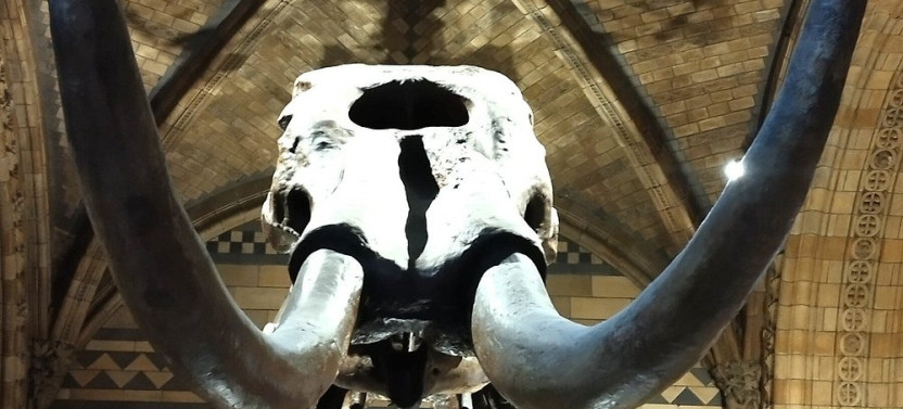 Natural History Museum Guided Tour with Private Option
