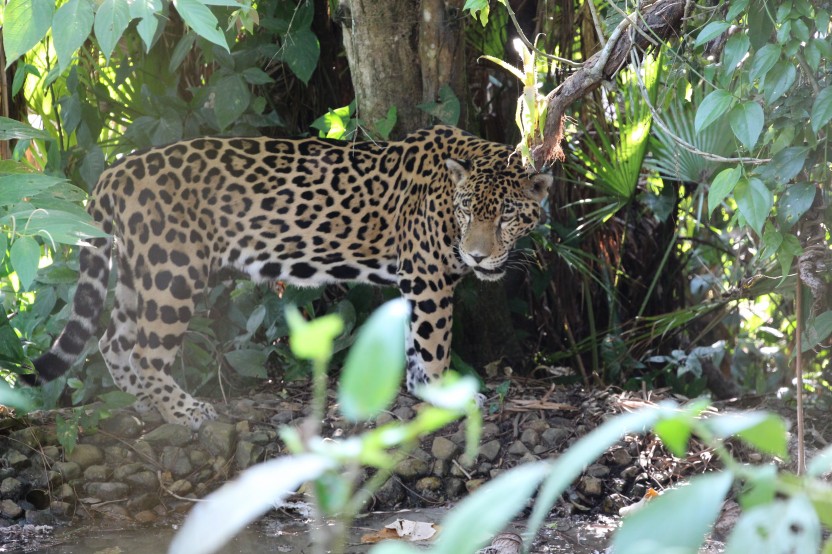 Jaguar Preserve Jungle Adventure