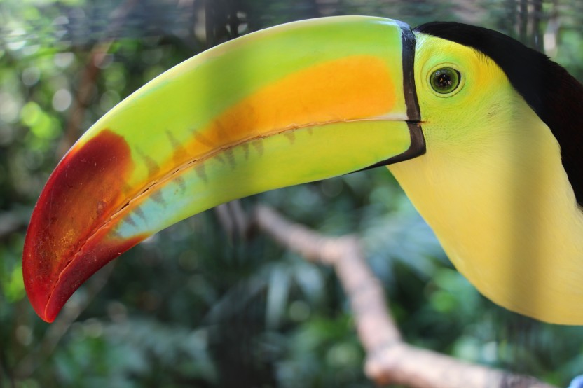 Cave Tubing and Belize Zoo