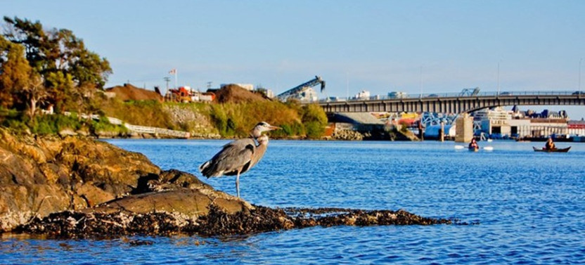 Victoria Harbour Kayak Tour