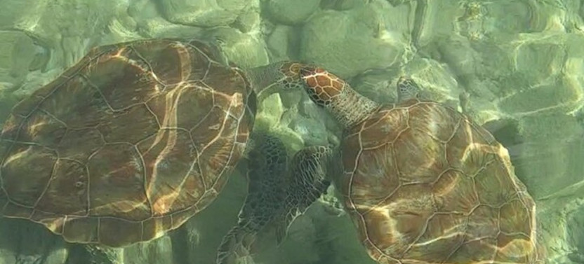 Family-Friendly Glass-Bottom Boat Tour with Snorkeling