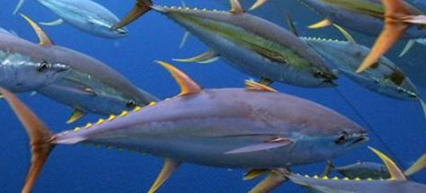 Bertram 35 "Kahuna" Half Day Charter