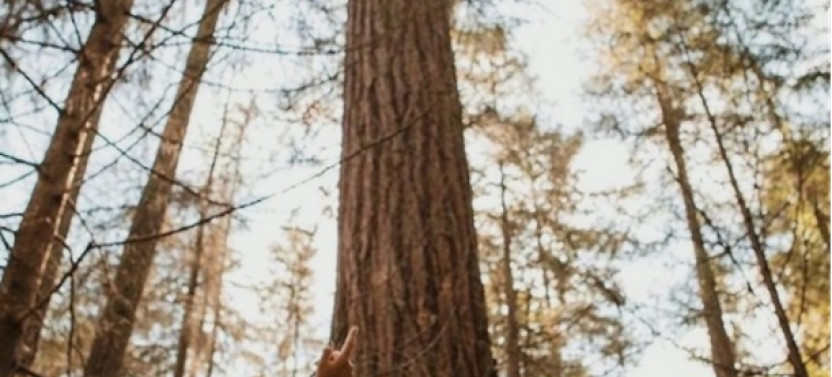 Talking Trees: A Stanley Park Eco Tour