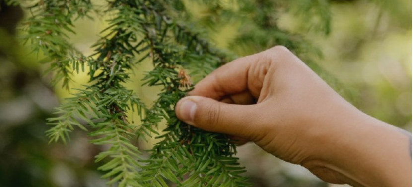 Talking Trees: A Stanley Park Eco Tour